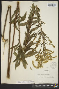 Solidago canadensis var. scabra image