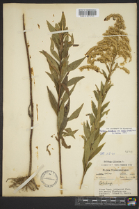 Solidago canadensis var. scabra image