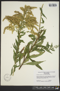 Solidago canadensis var. scabra image