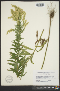 Solidago canadensis var. scabra image