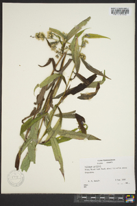 Solidago curtisii image