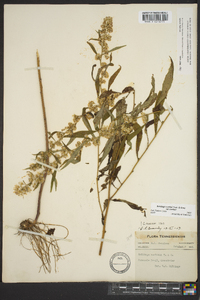 Solidago curtisii image