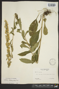 Solidago erecta image