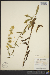 Solidago erecta image