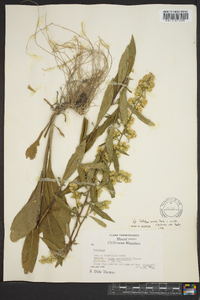 Solidago erecta image