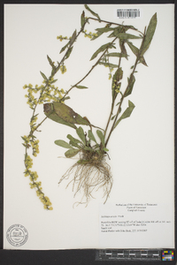 Solidago erecta image