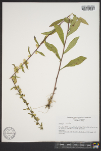 Solidago erecta image