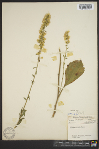 Solidago erecta image