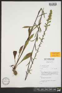 Solidago erecta image