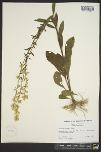 Solidago erecta image