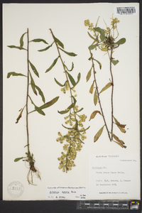 Solidago erecta image