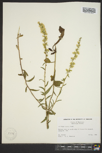 Solidago erecta image