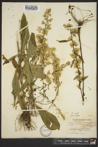 Solidago erecta image