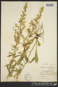 Solidago erecta image