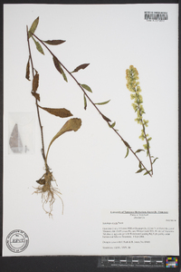 Solidago erecta image