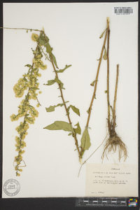 Solidago erecta image