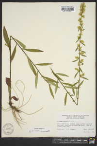 Solidago erecta image