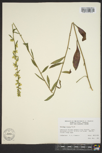 Solidago erecta image