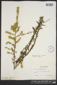 Solidago erecta image