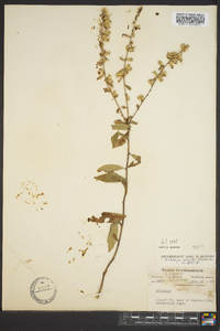 Solidago erecta image