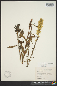 Solidago erecta image