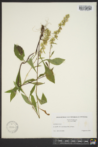 Solidago erecta image