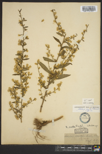 Solidago erecta image