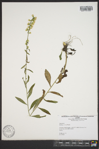 Solidago erecta image