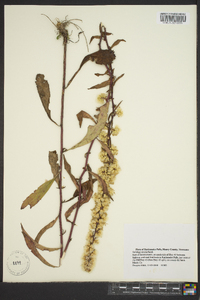 Solidago erecta image