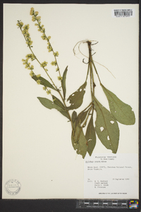 Solidago erecta image