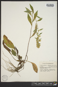 Solidago erecta image