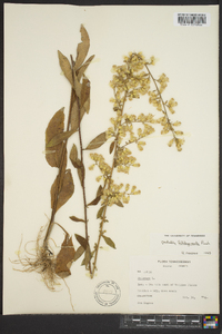 Solidago erecta image