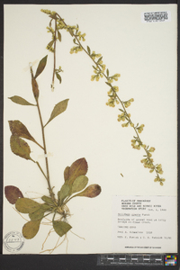 Solidago erecta image