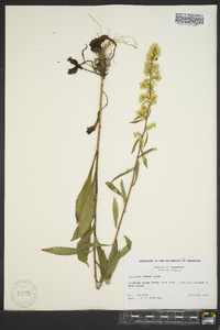 Solidago erecta image