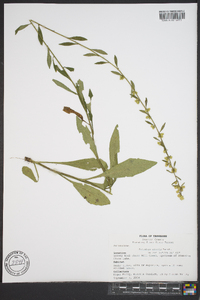 Solidago erecta image