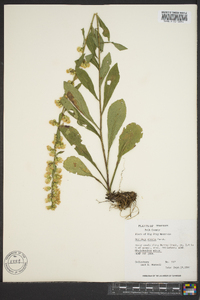 Solidago erecta image