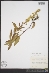 Solidago ayuhwasi image