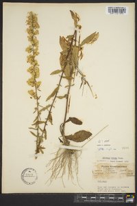 Solidago erecta image