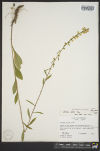 Solidago erecta image