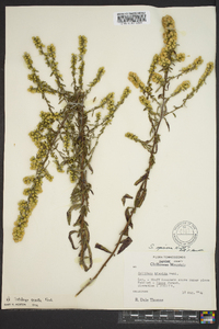 Solidago speciosa image