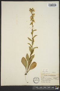 Solidago erecta image