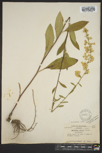 Solidago erecta image