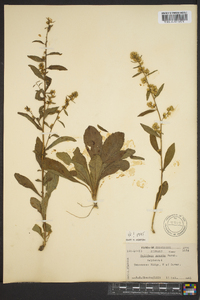 Solidago erecta image