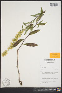 Solidago erecta image