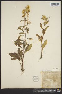 Solidago erecta image