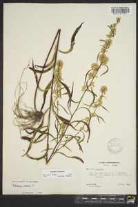 Solidago erecta image