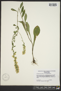 Solidago erecta image