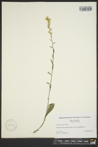 Solidago erecta image