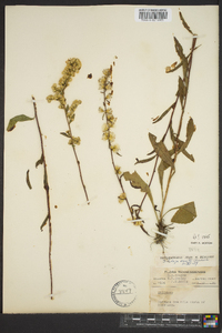 Solidago erecta image