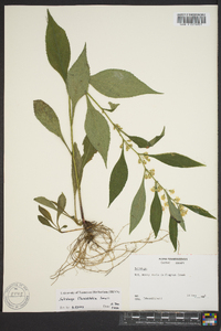 Solidago flaccidifolia image
